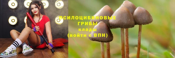 индика Гусиноозёрск